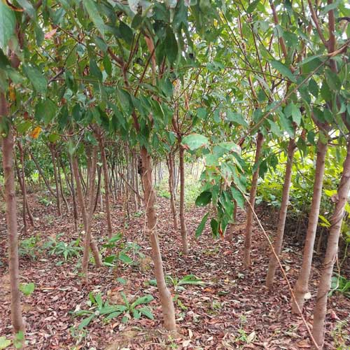 脆红李子苗种植批发