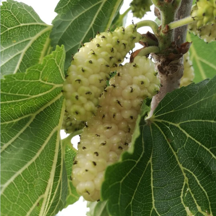 供应果桑苗品种桂花蜜  果桑树苗  桑葚苗
