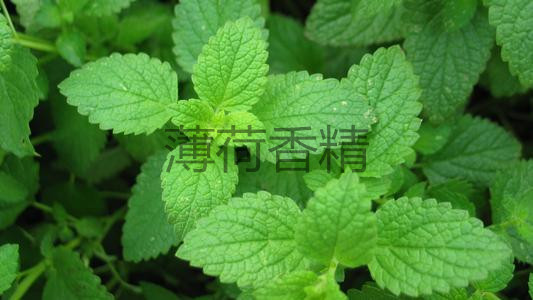 薄荷微胶囊香精  日化香精  工业香精