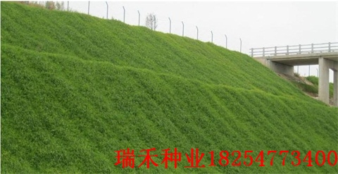绿化草种子类百慕大
