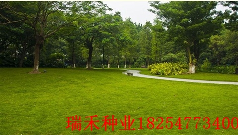 护坡草种子种植要点三叶草