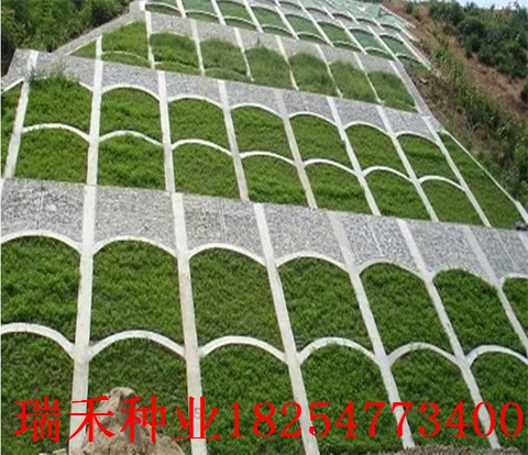 冷季型草种子有哪些结缕草