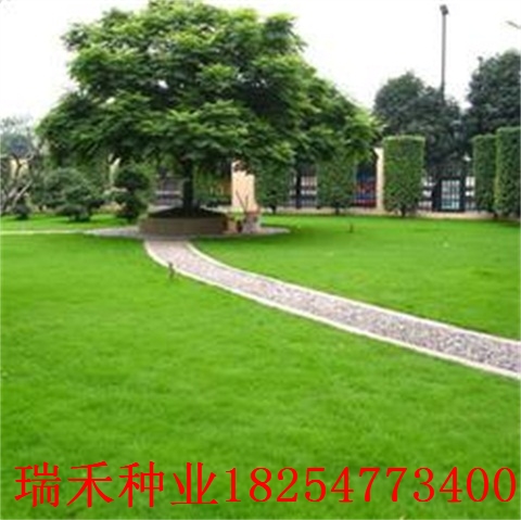 护坡草种子种植要点三叶草