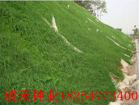 冷季型草种子有哪些结缕草