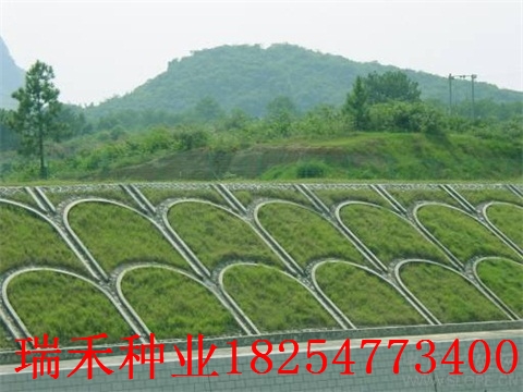 护坡草种子一亩用多少斤结缕草