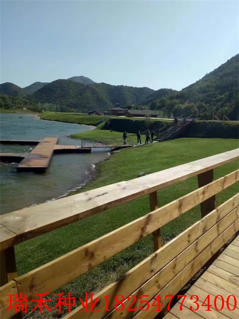 护坡草种子种植要点三叶草