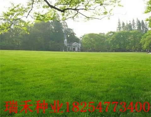 绿化草种子类百慕大