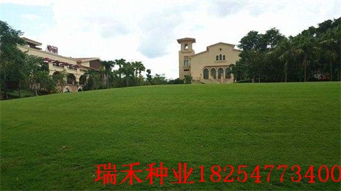 护坡草种子一亩用多少斤结缕草