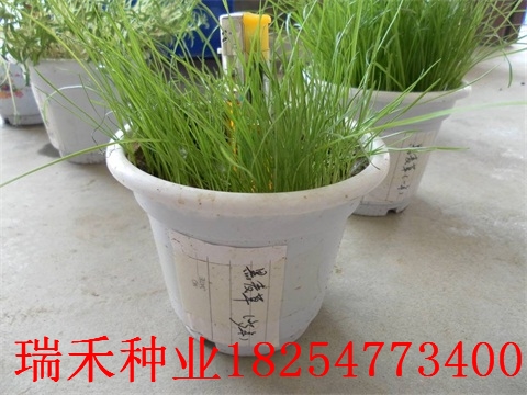 护坡草种子一亩用多少斤结缕草