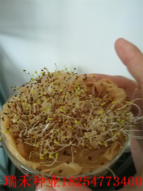 高茅护坡草种子供应商紫穗槐