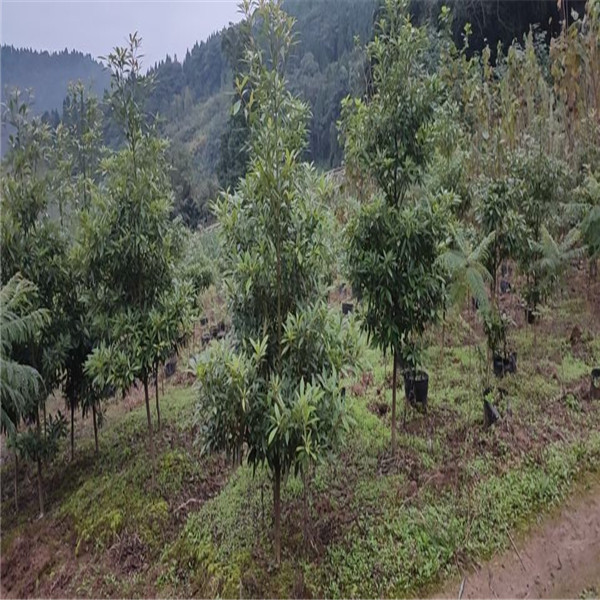 供应金丝楠苗木小叶金丝楠盆栽盆景杯苗金丝楠  景观树金丝楠
