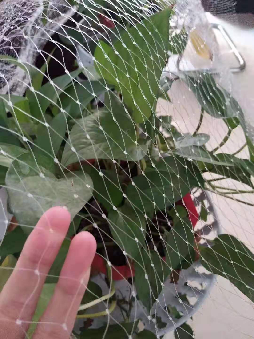 加厚全新料防鸟网果树专用小网孔养殖天网尼龙材质  尼龙防鸟网  果树防鸟网  青蛙天网