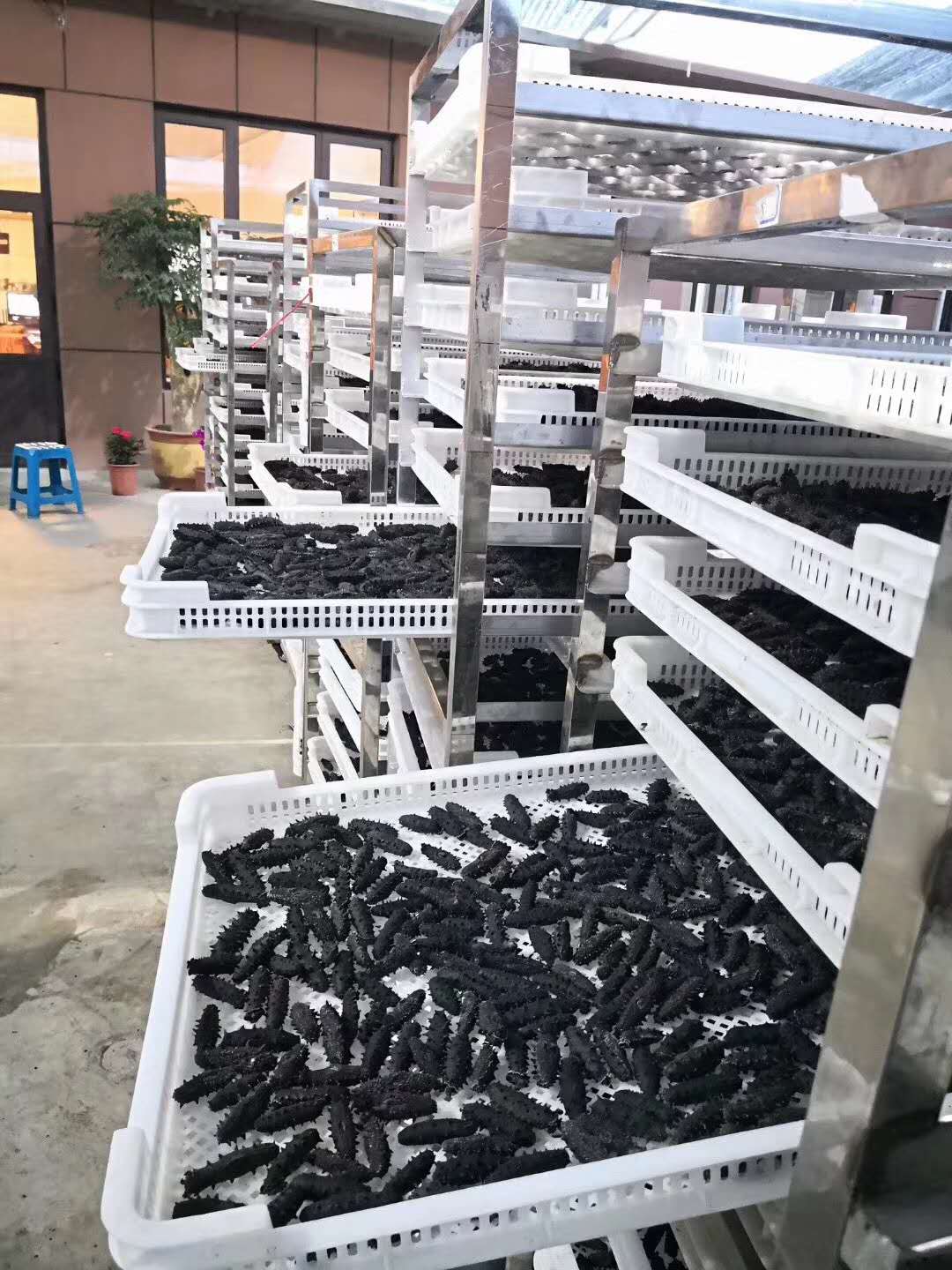 山东海参加工设备厂家，浩正海参全套设备，海参烘干机  拉缸盐海参机器