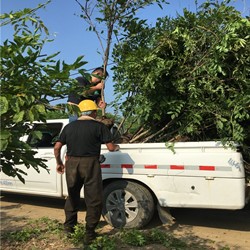 大紫藤工程苗攀援藤本植物紫藤树苗基地批发