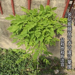 江苏苗木基地紫藤小苗紫藤大苗紫藤工程苗