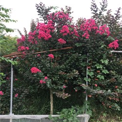 3公分天鹅绒紫薇工程苗1.3米分枝点江苏美国紫薇基地