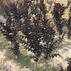 3公分天鹅绒紫薇工程苗1.3米分枝点江苏美国紫薇基地