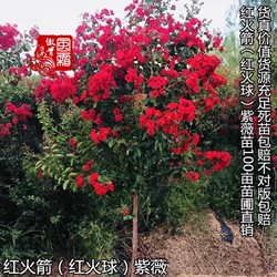 3公分天鹅绒紫薇工程苗1.3米分枝点江苏美国紫薇基地