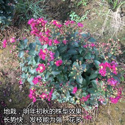 江苏矮化百丽紫薇大杯苗30-60厘米冠幅  矮化紫薇  香花紫薇批发