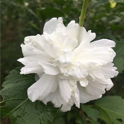 鸡肉花小苗食用花卉白木槿苗产地批发