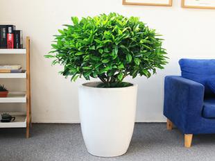 非洲茉莉-合肥绿植销售-合肥花卉公司  非洲茉莉销售  非洲茉莉价格  合肥花卉销售