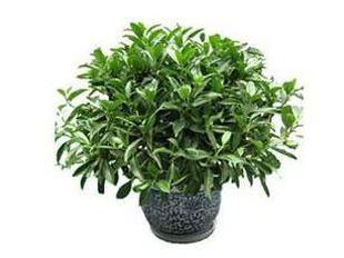 非洲茉莉-合肥绿植销售-合肥花卉公司  非洲茉莉销售  非洲茉莉价格  合肥花卉销售