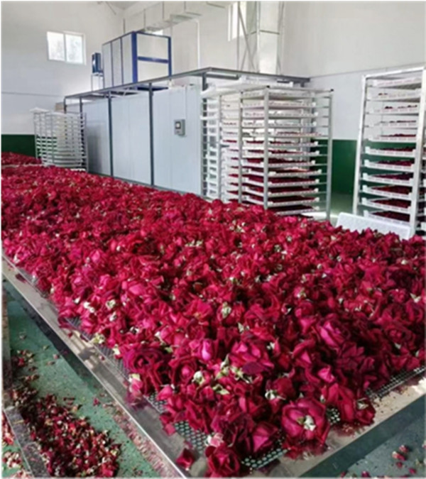 加工玫瑰花茶使用哪种烘干机，大型玫瑰花茶隧道烘干机  玫瑰花茶烘干机  隧道式烘干炉