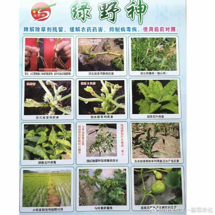 绿野神  解除草莓除草剂残留  抑制黄瓜番茄病毒病  缓解西瓜农药药害