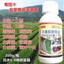 韭菜葱类辛菌胺