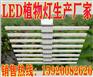 八爪鱼LED植物灯生产厂家
