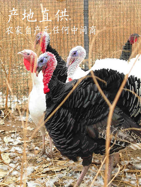 贵港灰机一年下蛋多少个