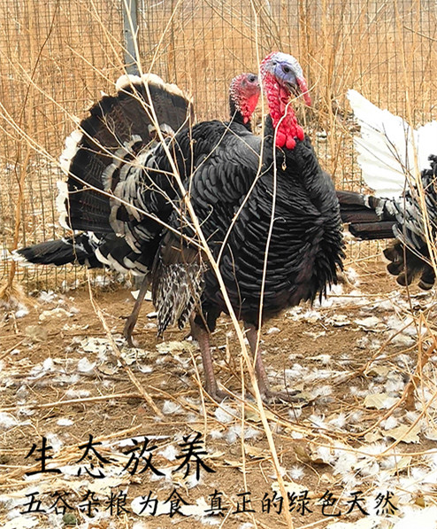 锦州火鸡蛋的孵化周期是多久