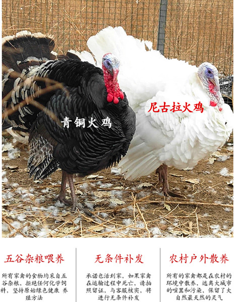 锦州火鸡蛋的孵化周期是多久