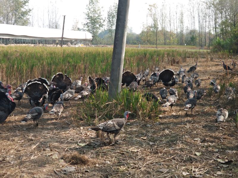 楚雄现在这个季节引种火鸡好吗