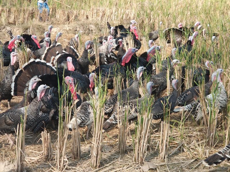 锦州火鸡蛋的孵化周期是多久