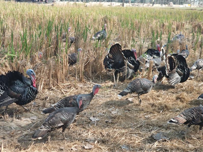 宣城火鸡蛋哪里有卖的