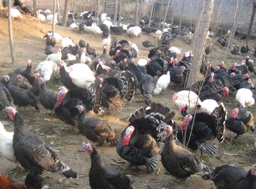 舟山现在开屏大火鸡多少钱一个