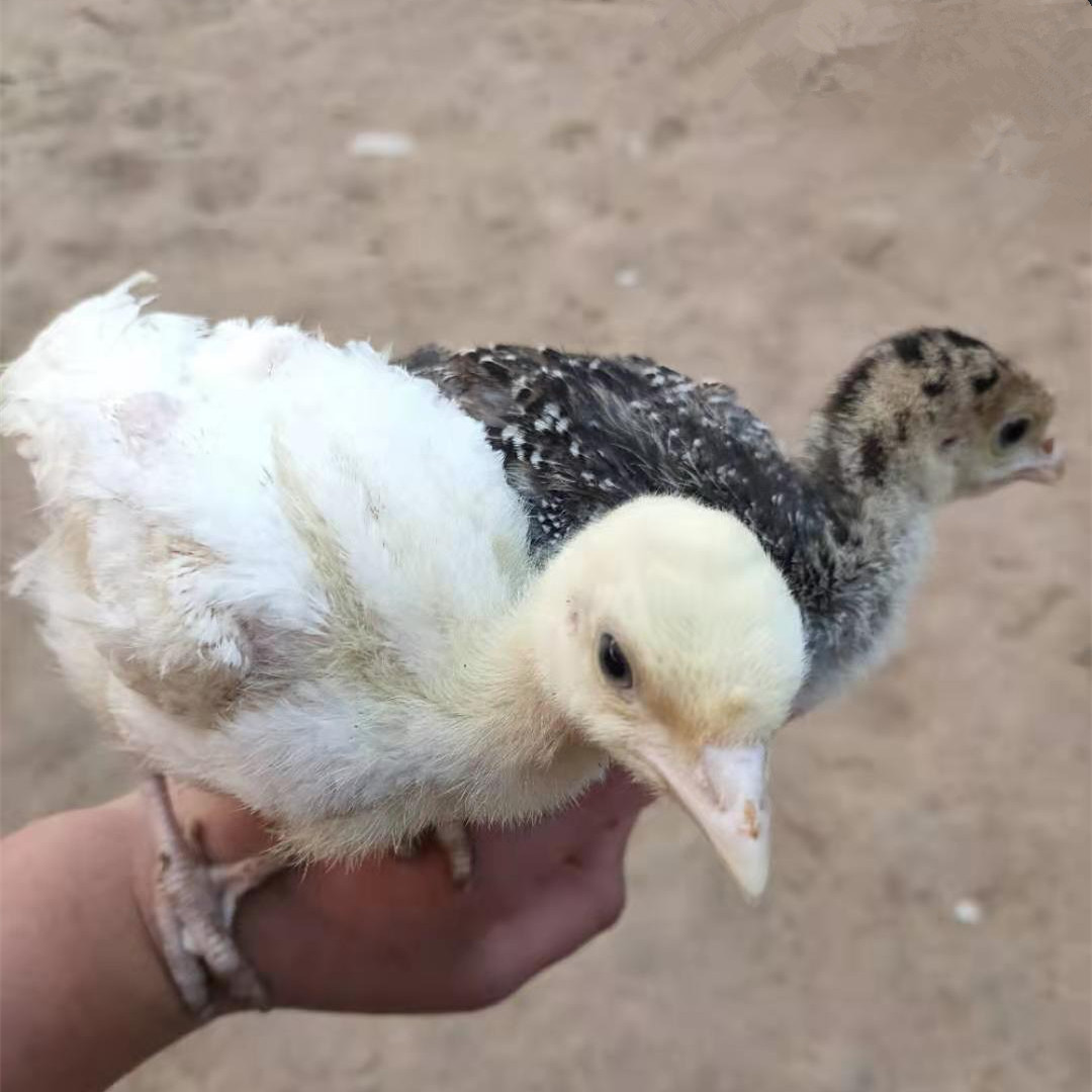 新余火鸡的建舍要求