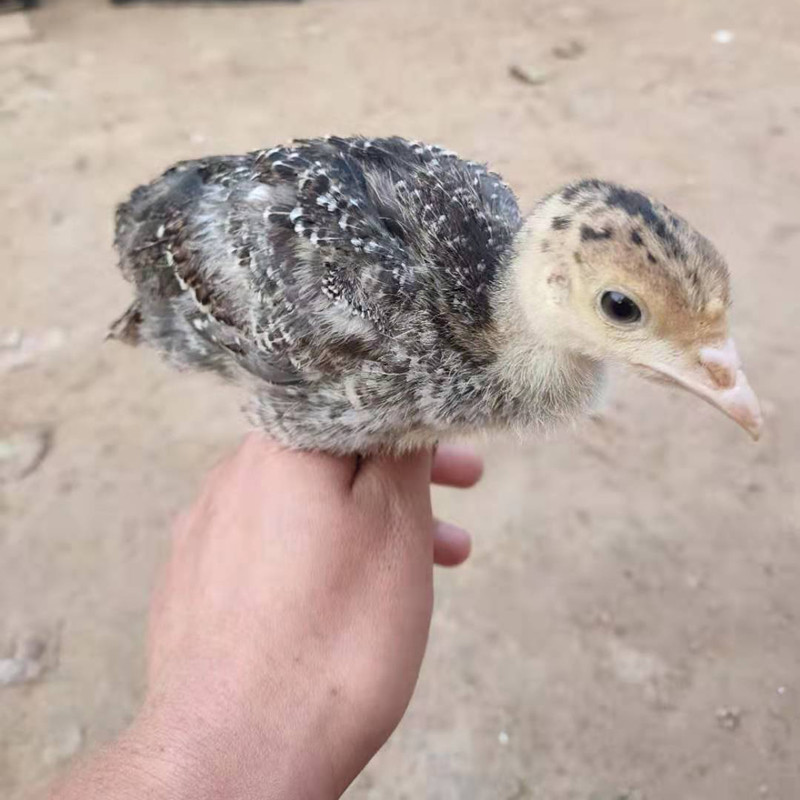 铜陵灰机一年下蛋多少个