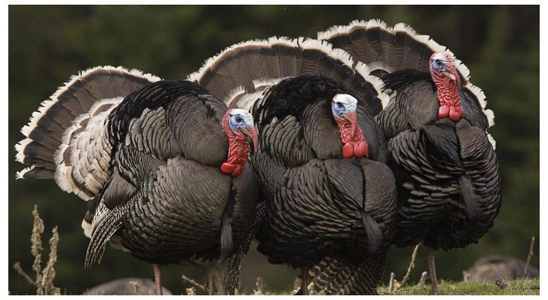 宁波新鲜火鸡蛋的吃法