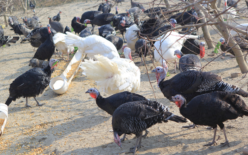 楚雄现在这个季节引种火鸡好吗
