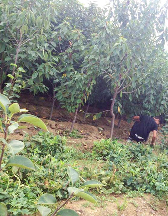 山东樱桃苗种植基地批发