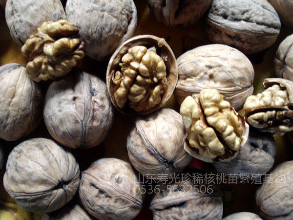 山东核桃苗种植基地