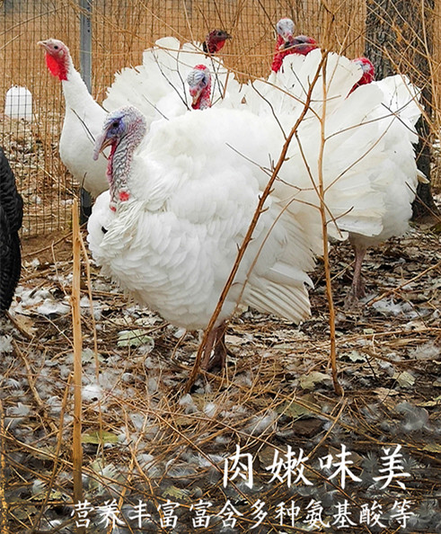 大理农村火鸡赚钱吗