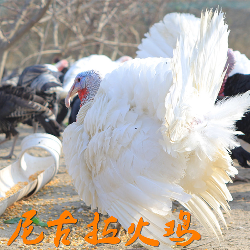 大理农村火鸡赚钱吗