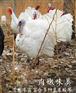 清远大量出售尼古拉火鸡种蛋
