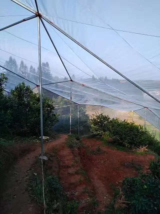 海南莲雾网防针蜂专用40目防虫网新料制作  大棚防虫网  蔬菜防虫网  果树防虫网