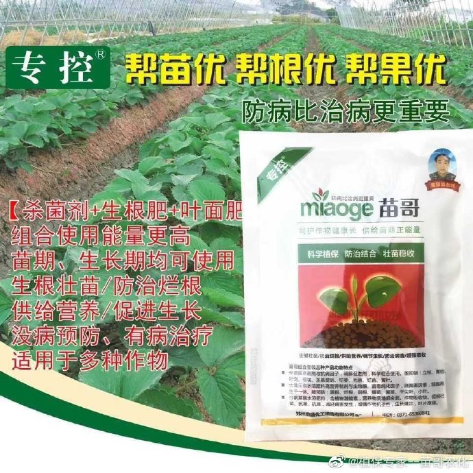 苗哥  花生生根壮苗  防治花生根腐病  治疗花生黑根烂根