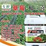 草莓根三喜