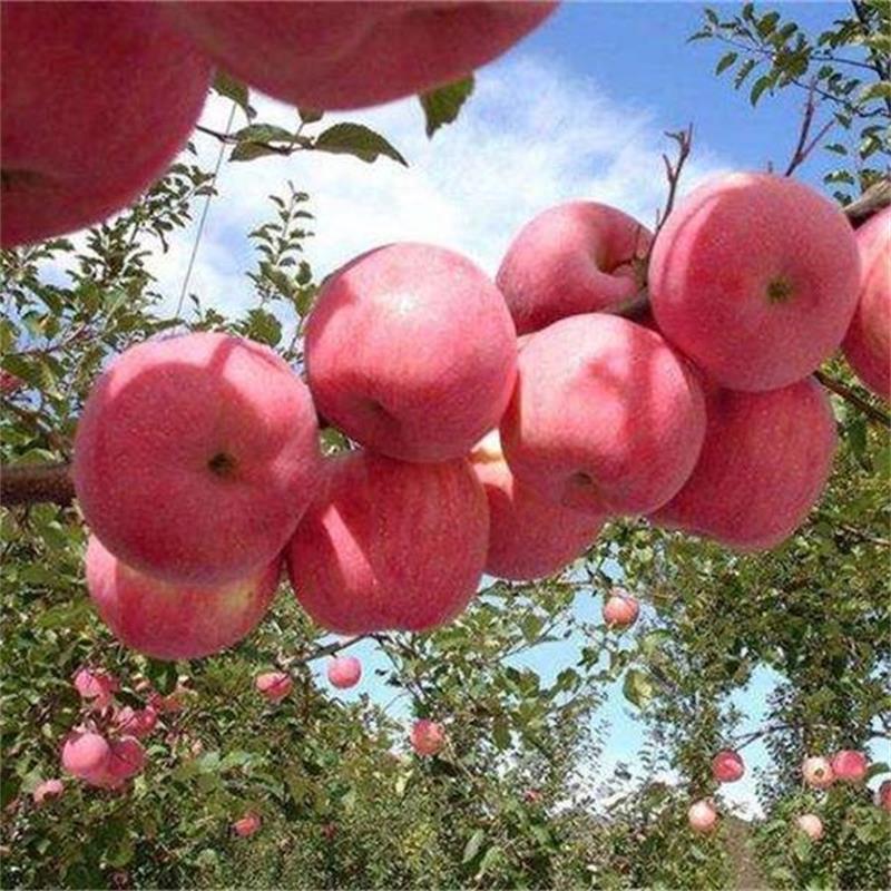 随州生物肥有机肥厂,原材料价格诚信互利  生物肥有机肥厂家  有机肥价格  生物有机肥菌肥